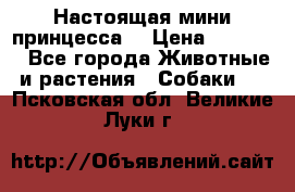 Настоящая мини принцесса  › Цена ­ 25 000 - Все города Животные и растения » Собаки   . Псковская обл.,Великие Луки г.